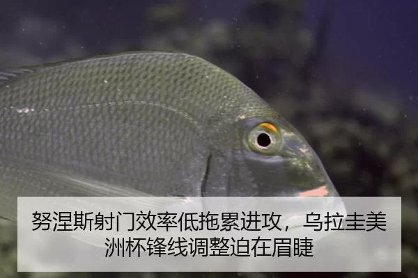 nu-nie-si-she-men-xiao-lv-di-tuo-lei-jin-gong-wu-la-gui-mei-zhou-bei-feng-xian-tiao-zheng-po-zai-mei-jie-2-450.jpg